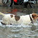 Illustration for article titled What to Do With Your Dog During Hurricane Sandy